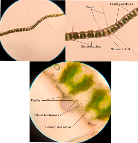 Cynodom dactylon